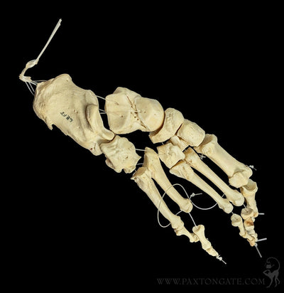 Human Articulated Foot-Skulls & Bones-Jennifer Jones-PaxtonGate