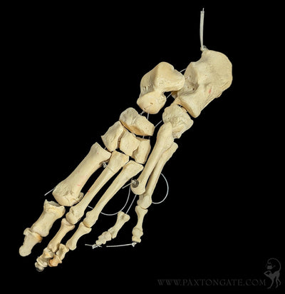 Human Articulated Foot-Skulls & Bones-Jennifer Jones-PaxtonGate