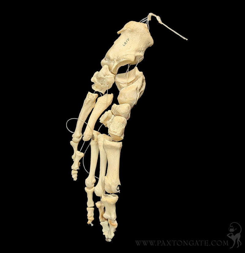 Human Articulated Foot-Skulls & Bones-Jennifer Jones-PaxtonGate