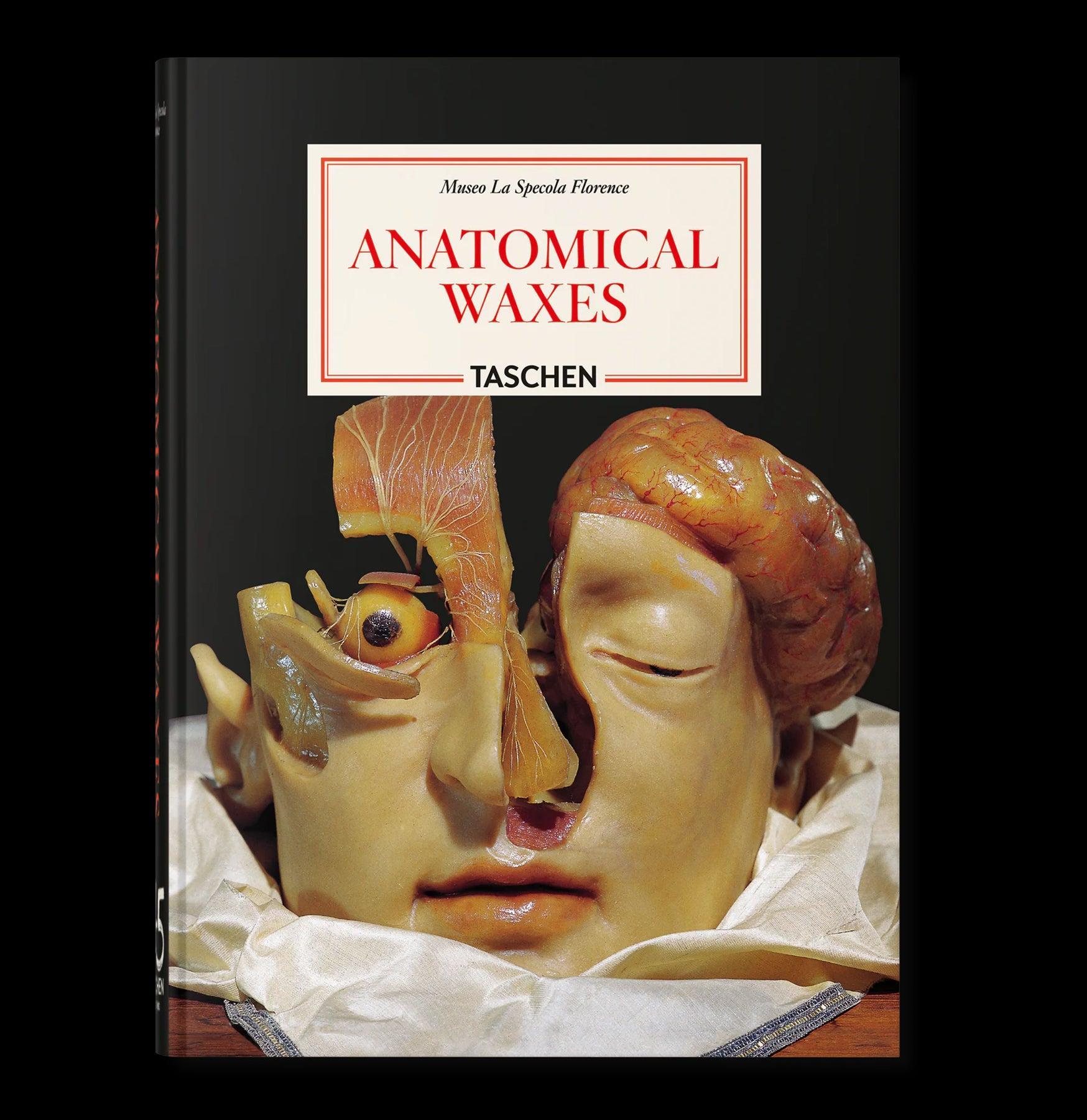 Anatomical Waxes For Sale | Paxton Gate