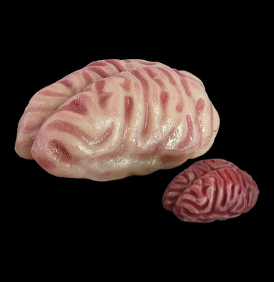 Grow a Brain Science Kit-Kids-Copernicus-PaxtonGate