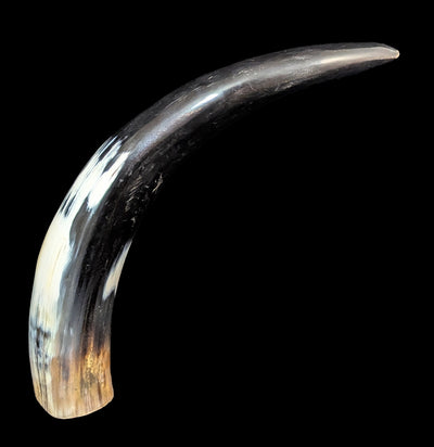 Water Buffalo Horn-Skulls & Bones-Driftstone Pueblo-PaxtonGate