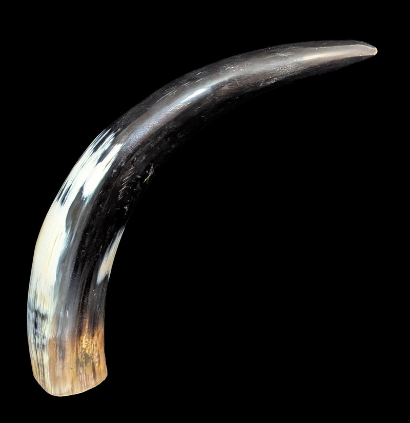 Water Buffalo Horn-Skulls & Bones-Driftstone Pueblo-PaxtonGate