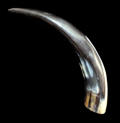 Water Buffalo Horn-Skulls & Bones-Driftstone Pueblo-PaxtonGate