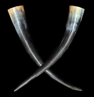 Water Buffalo Horn-Skulls & Bones-Driftstone Pueblo-PaxtonGate