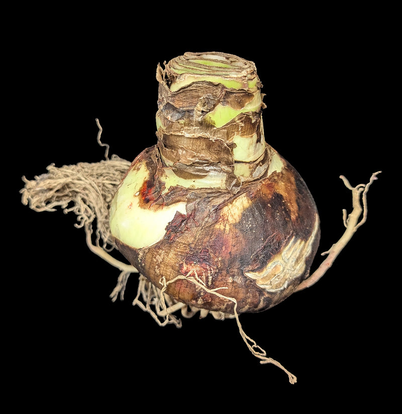 Amaryllis Red Lion-Plants-DeVroomen Bulb Co.-PaxtonGate