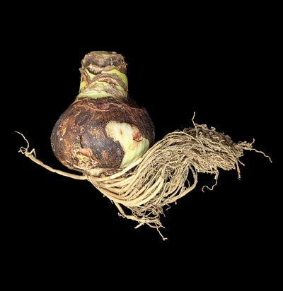 Amaryllis Red Lion-Plants-DeVroomen Bulb Co.-PaxtonGate