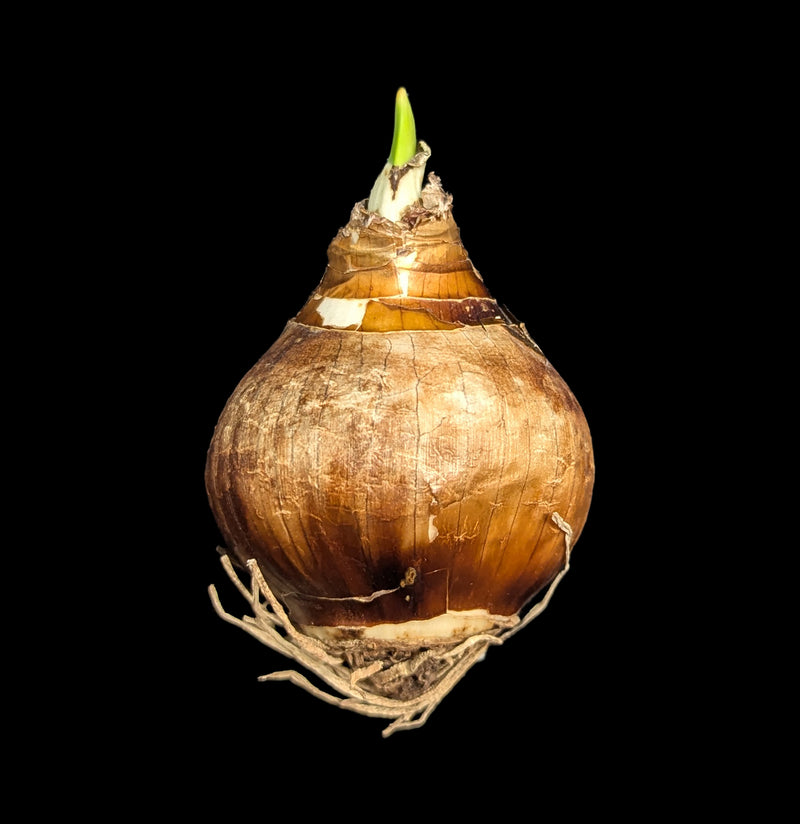 Paperwhite Zia-Plants-DeVroomen Bulb Co.-PaxtonGate