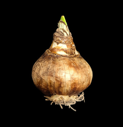 Paperwhite Zia-Plants-DeVroomen Bulb Co.-PaxtonGate