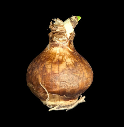 Paperwhite Zia-Plants-DeVroomen Bulb Co.-PaxtonGate