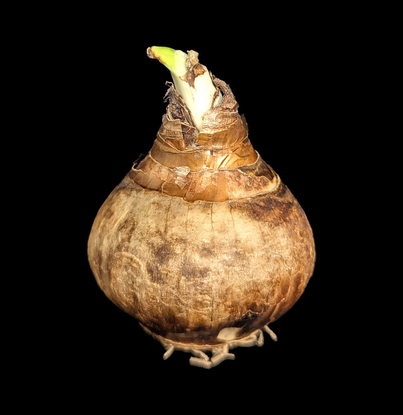 Paperwhite Zia-Plants-DeVroomen Bulb Co.-PaxtonGate