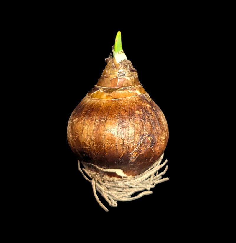 Paperwhite Zia-Plants-DeVroomen Bulb Co.-PaxtonGate