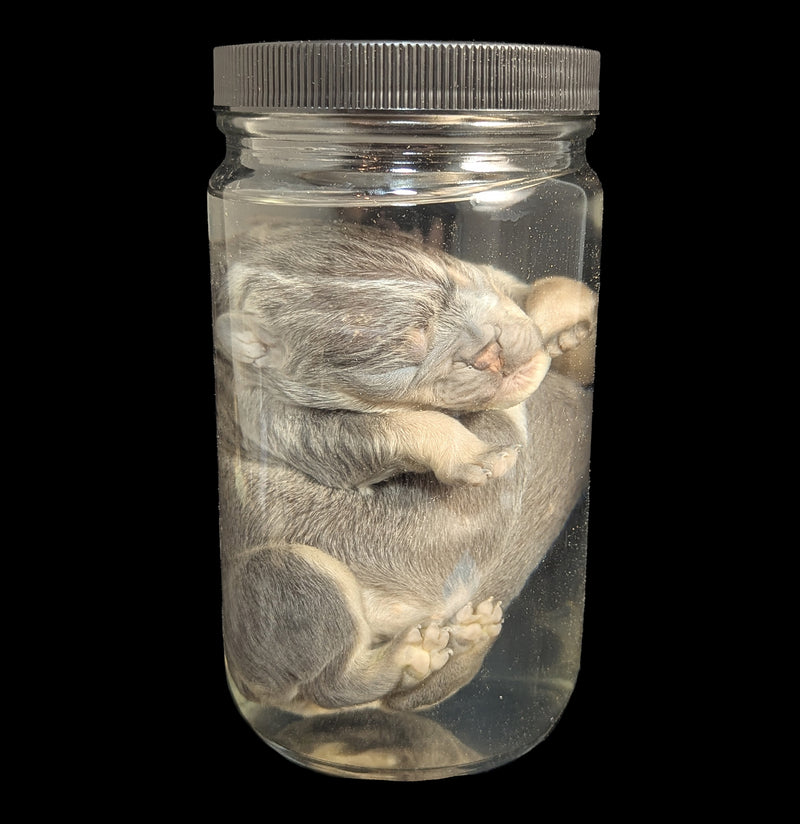 French Bulldog Wet Specimen A-WetSpecimn-Courtney Parker-PaxtonGate