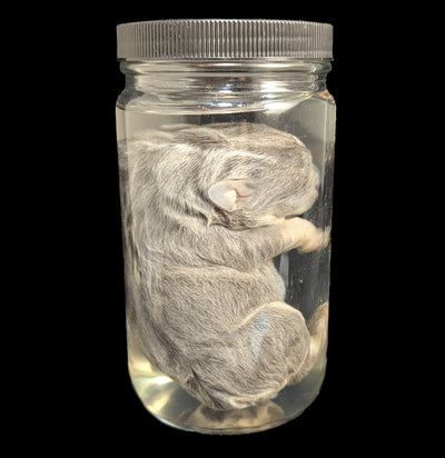 French Bulldog Wet Specimen A-WetSpecimn-Courtney Parker-PaxtonGate