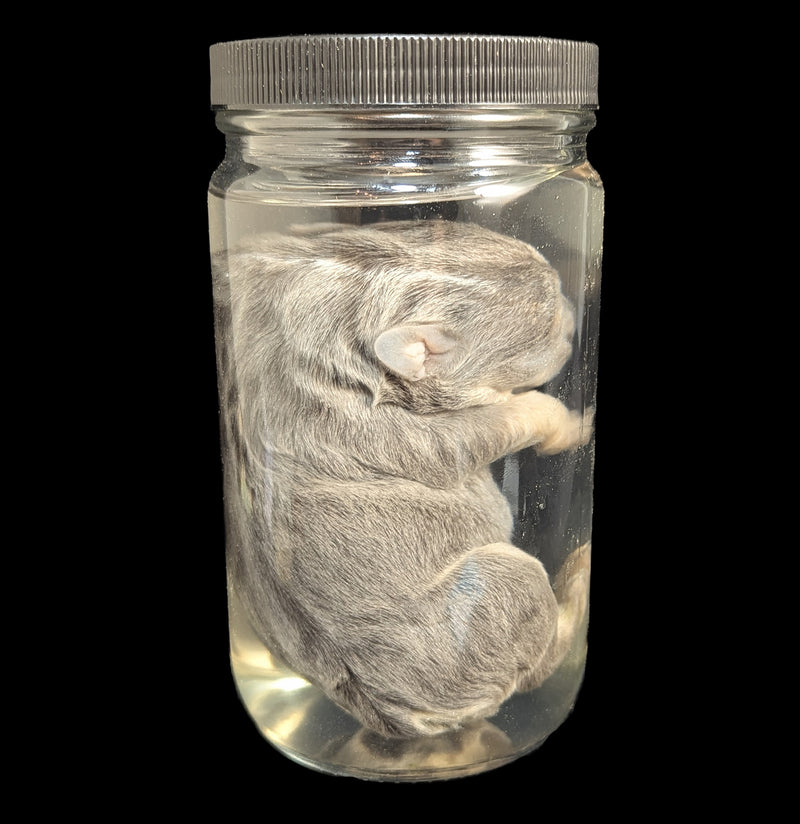 French Bulldog Wet Specimen A-WetSpecimn-Courtney Parker-PaxtonGate
