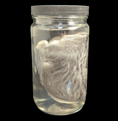 French Bulldog Wet Specimen A-WetSpecimn-Courtney Parker-PaxtonGate