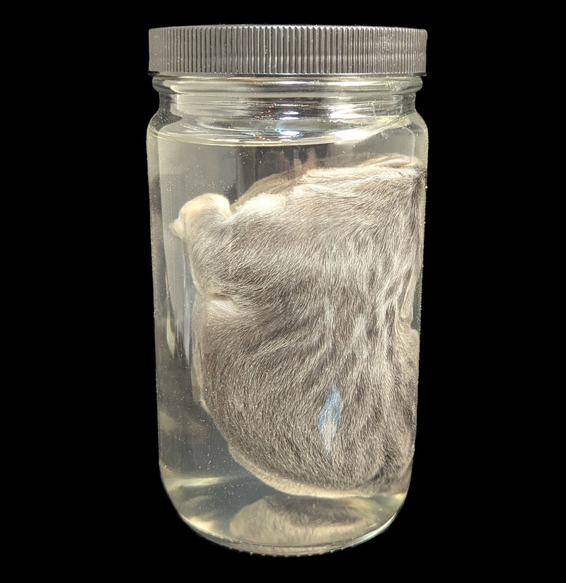 French Bulldog Wet Specimen A-WetSpecimn-Courtney Parker-PaxtonGate