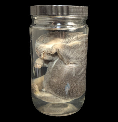 French Bulldog Wet Specimen A-WetSpecimn-Courtney Parker-PaxtonGate