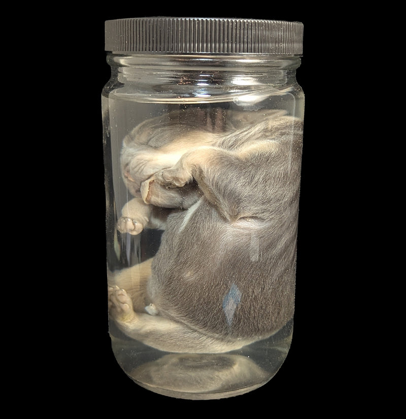 French Bulldog Wet Specimen A-WetSpecimn-Courtney Parker-PaxtonGate