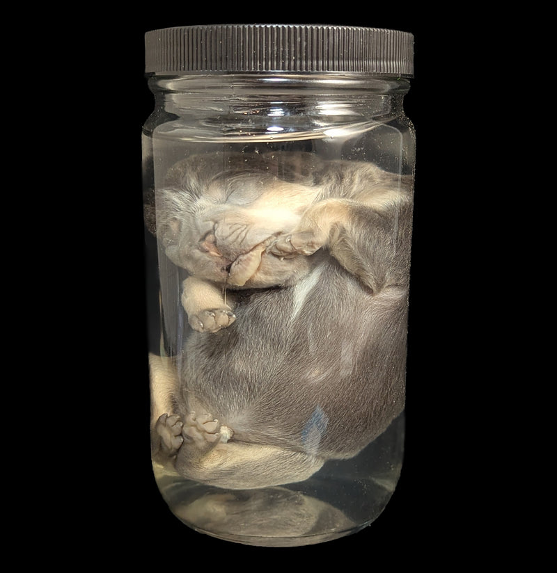 French Bulldog Wet Specimen A-WetSpecimn-Courtney Parker-PaxtonGate
