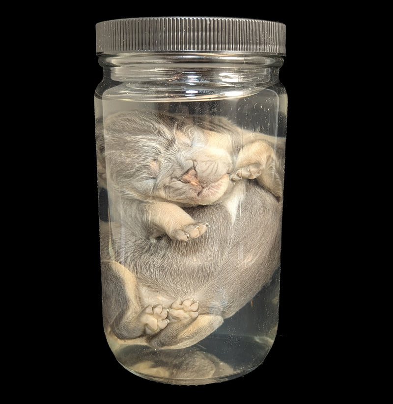 French Bulldog Wet Specimen A-WetSpecimn-Courtney Parker-PaxtonGate
