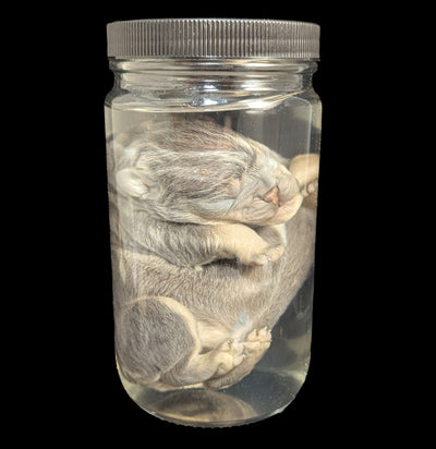 French Bulldog Wet Specimen A-WetSpecimn-Courtney Parker-PaxtonGate