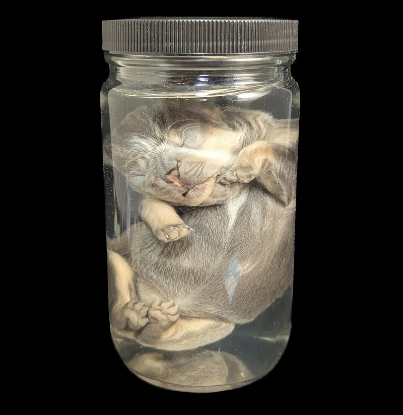 French Bulldog Wet Specimen A-WetSpecimn-Courtney Parker-PaxtonGate