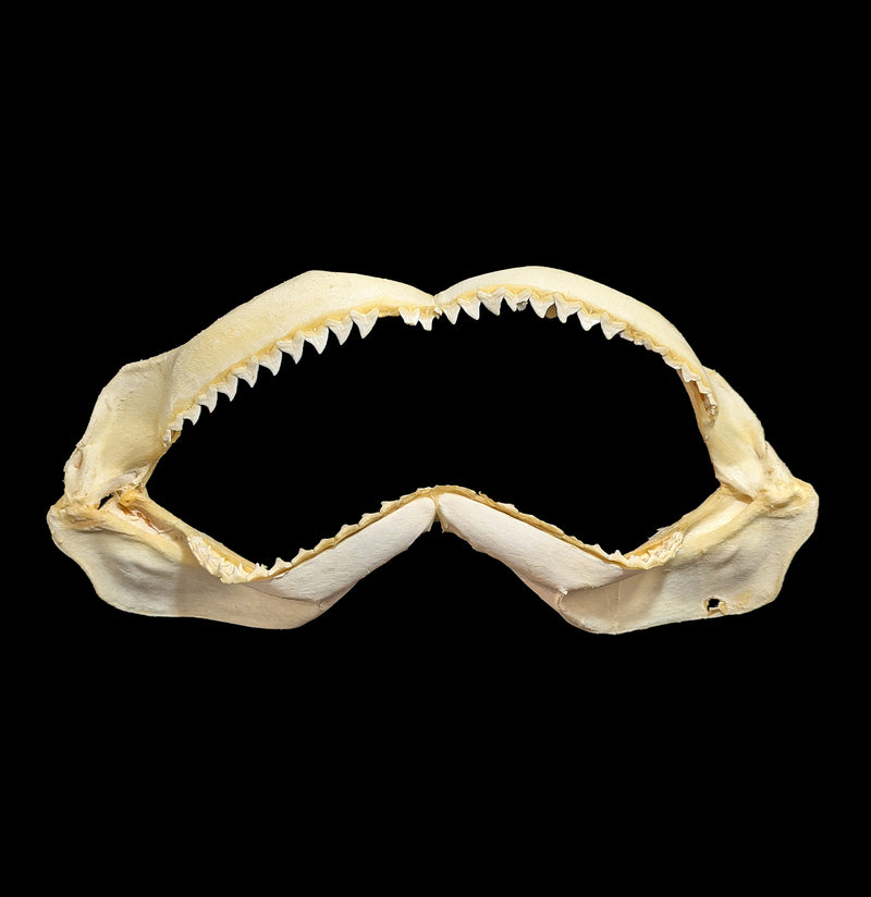 Large Bull Shark Jaw Specimen A-Bones-Chichester, Inc.-PaxtonGate