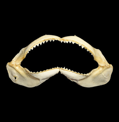 Large Bull Shark Jaw Specimen B-Bones-Chichester, Inc.-PaxtonGate