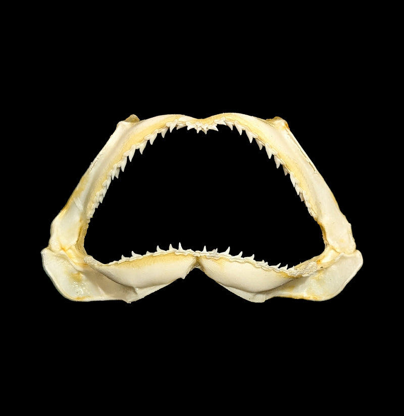 Bull Shark Jaw-Bones-Chichester, Inc.-PaxtonGate
