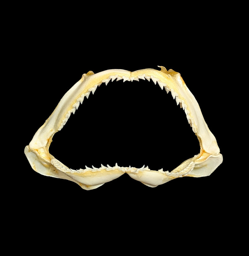 Bull Shark Jaw-Bones-Chichester, Inc.-PaxtonGate