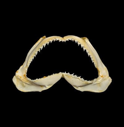 Bull Shark Jaw-Bones-Chichester, Inc.-PaxtonGate