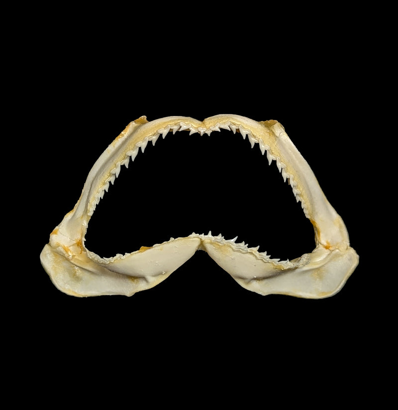 Bull Shark Jaw-Bones-Chichester, Inc.-PaxtonGate