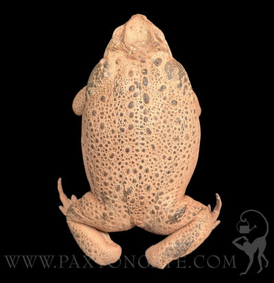 Cane Toad Taxidermy-Taxidermy-Insects in Resin-PaxtonGate