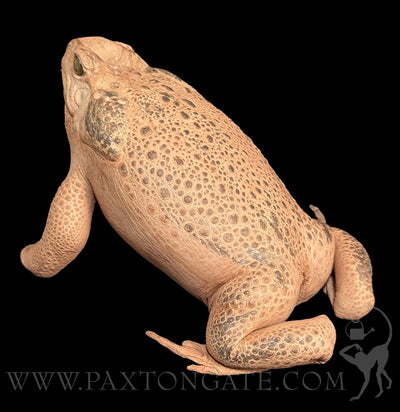 Cane Toad Taxidermy-Taxidermy-Insects in Resin-PaxtonGate