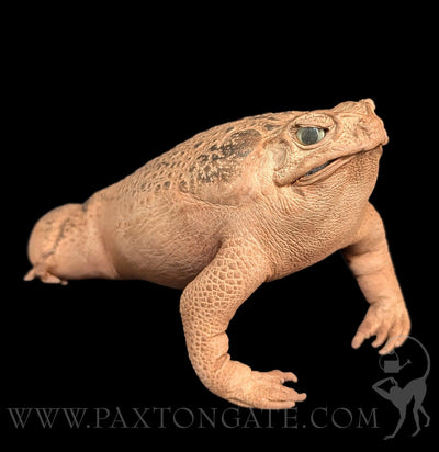 Cane Toad Taxidermy-Taxidermy-Insects in Resin-PaxtonGate