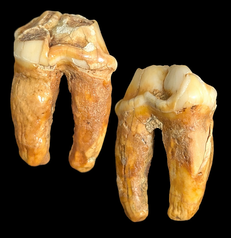 Small Fossilized Cave Bear Teeth-Skulls & Bones-Timberline Creations-PaxtonGate