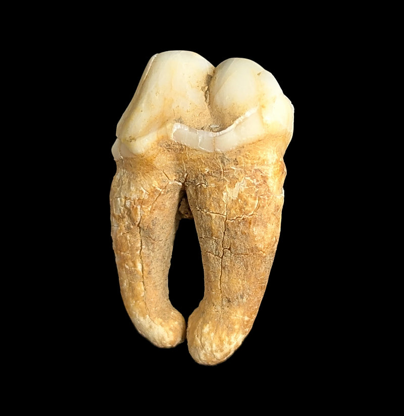 Small Fossilized Cave Bear Teeth-Skulls & Bones-Timberline Creations-PaxtonGate
