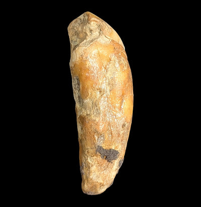 Small Fossilized Cave Bear Teeth-Skulls & Bones-Timberline Creations-PaxtonGate