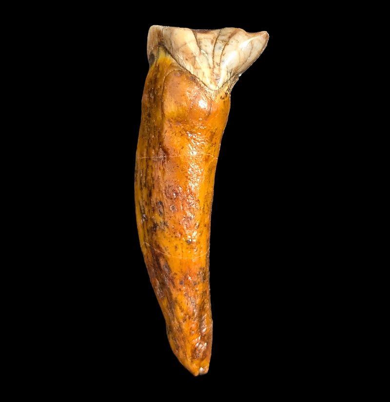Small Fossilized Cave Bear Teeth-Skulls & Bones-Timberline Creations-PaxtonGate
