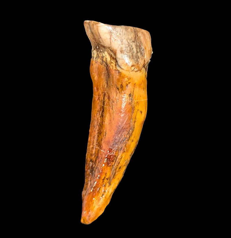 Small Fossilized Cave Bear Teeth-Skulls & Bones-Timberline Creations-PaxtonGate