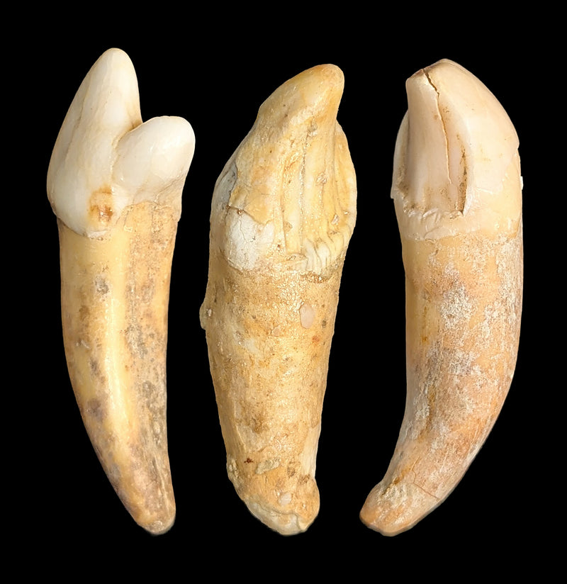 Small Fossilized Cave Bear Teeth-Skulls & Bones-Timberline Creations-PaxtonGate