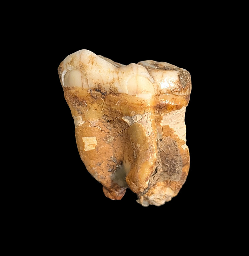 Small Fossilized Cave Bear Teeth-Skulls & Bones-Timberline Creations-PaxtonGate