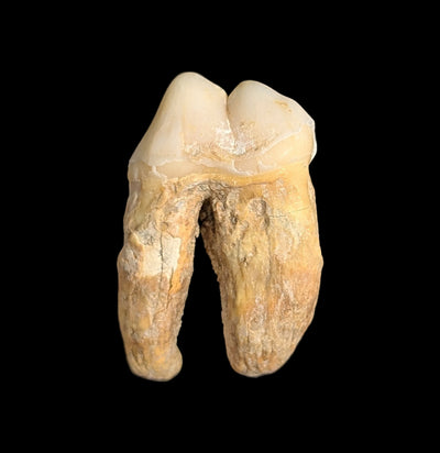 Small Fossilized Cave Bear Teeth-Skulls & Bones-Timberline Creations-PaxtonGate