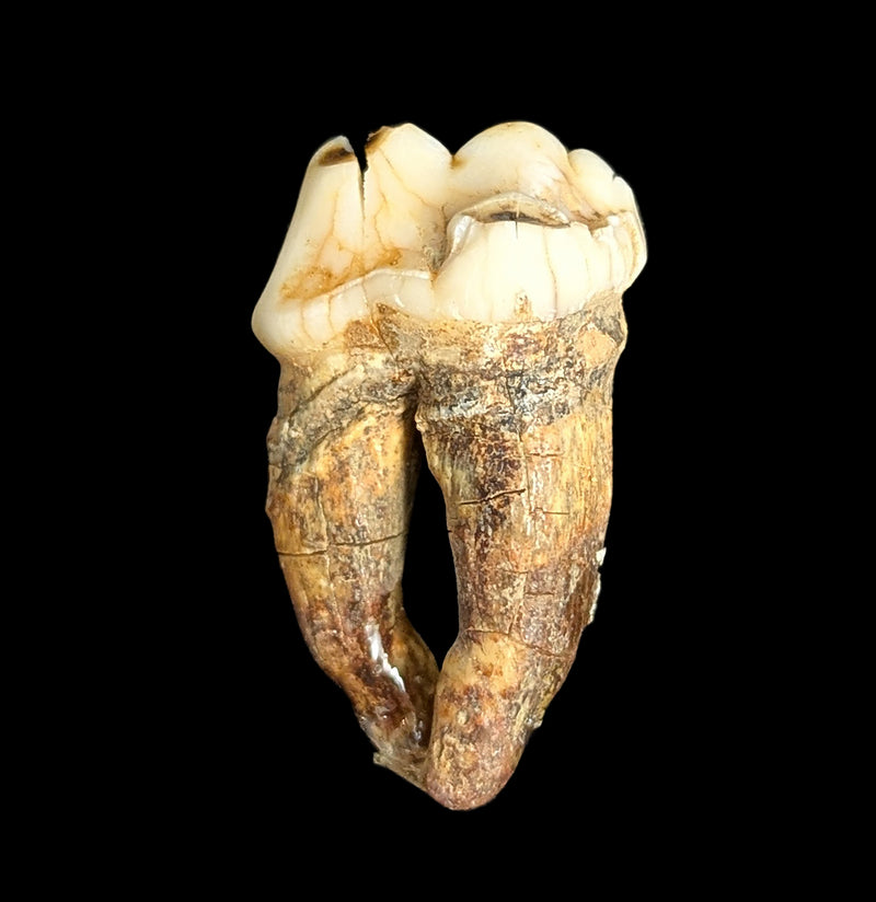 Small Fossilized Cave Bear Teeth-Skulls & Bones-Timberline Creations-PaxtonGate