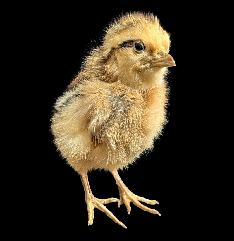 Taxidermy Baby Chick-Taxidermy-Evolution-PaxtonGate