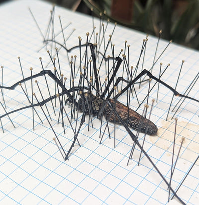 Insect Spreading Class: Orb Weaver Spider-Workshop-Paxton Gate-PaxtonGate