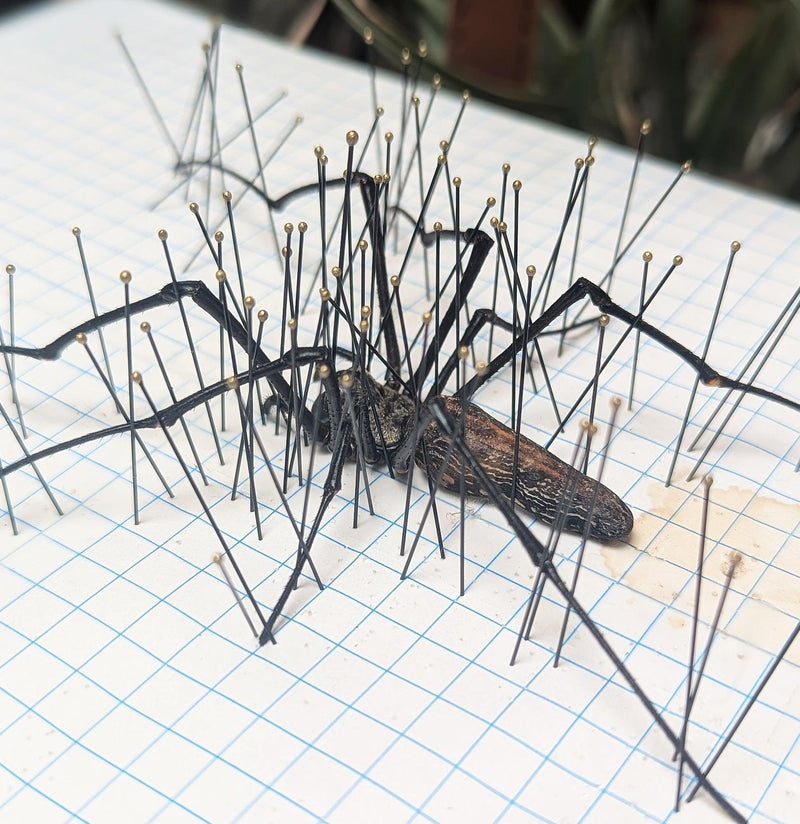 Insect Spreading Class: Orb Weaver Spider-Workshop-Paxton Gate-PaxtonGate