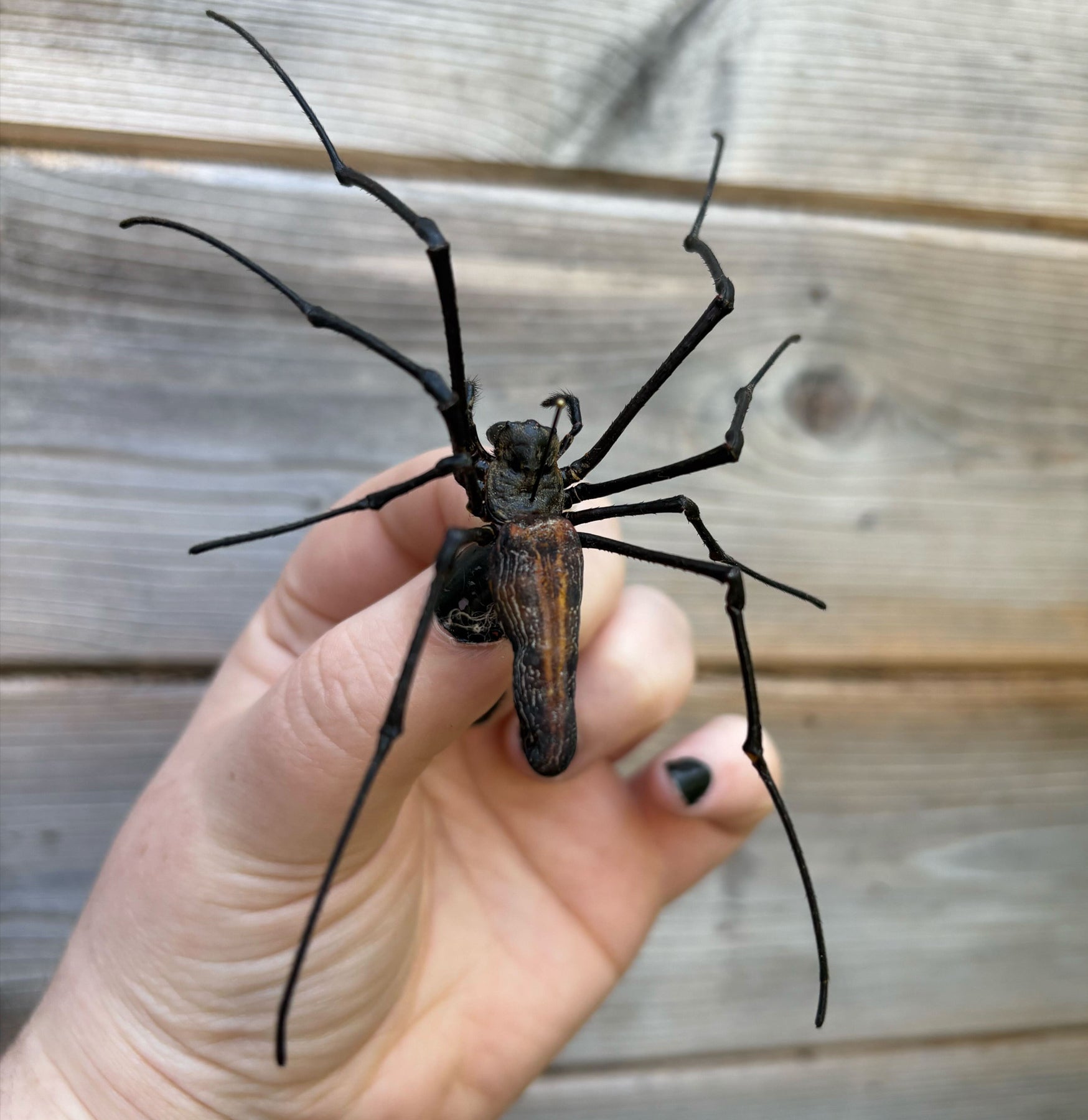 Insect Spreading Class: Orb Weaver Spider-Workshop-Paxton Gate-PaxtonGate