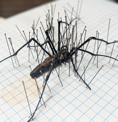 Insect Spreading Class: Orb Weaver Spider-Workshop-Paxton Gate-PaxtonGate